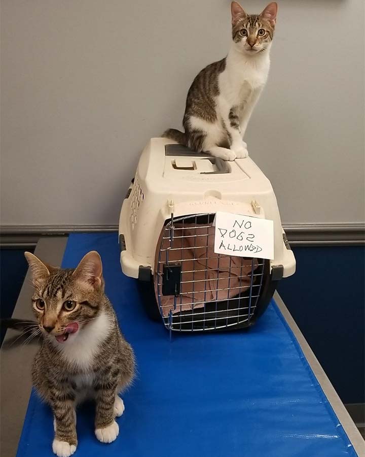 Veterinary Jobs In Nj Edison Veterinary Careers